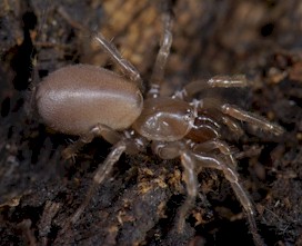 tarantulaenana.jpg